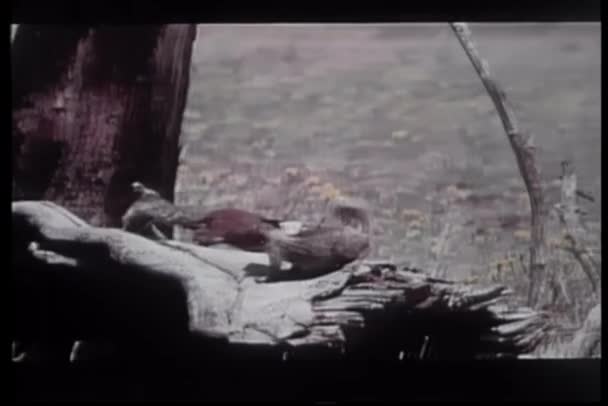 Дві Лагідні Білки Грають Пустелі — стокове відео