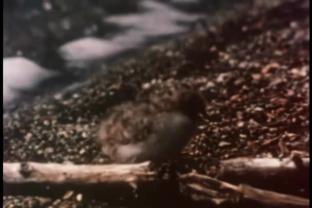Arctic Tern Chick Running Barren Terrain — Stock Video