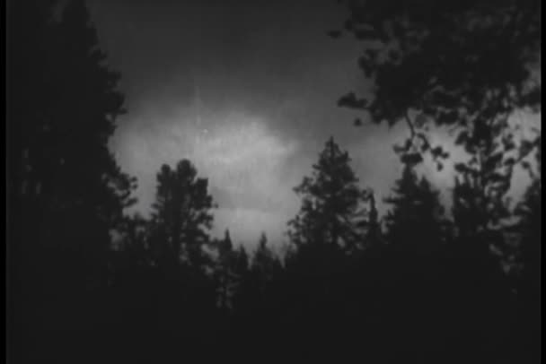 Blitzschlag Wald — Stockvideo