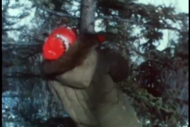 Людина Вилазить Соснове Дерево Вид Ззаду — стокове відео