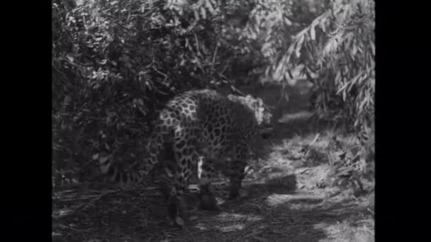 Leopard Kreist Dschungel Schwarz Weiß Video — Stockvideo