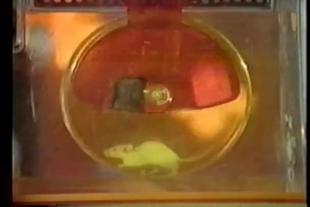 Ποντίκι Που Τρέχει Στον Τροχό Άσκηση — Αρχείο Βίντεο