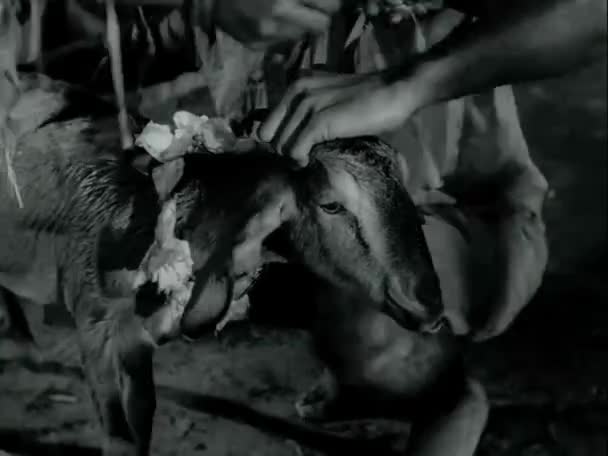 1970 年代にヤギの首にリボンを結ぶこと原住民 — ストック動画