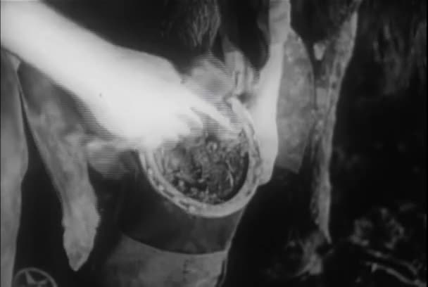 Close View Farrier Trimming Sole Horse Hoof 1930S — Stock Video