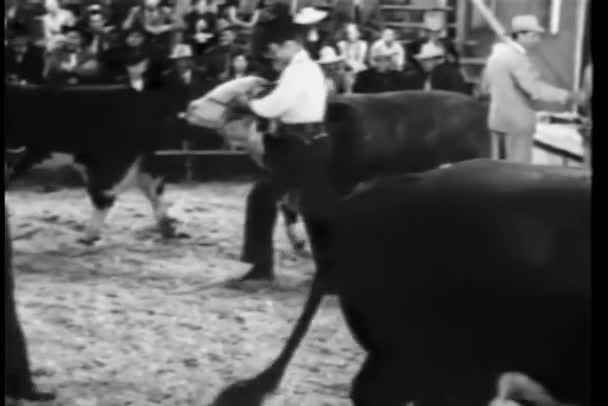 Cowboys Mostrando Vacas Durante Venda Gado — Vídeo de Stock