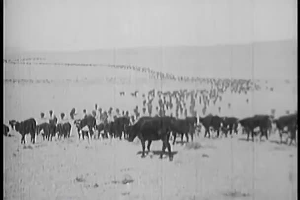 Rückansicht Herde Von Kühen Auf Der Weide — Stockvideo