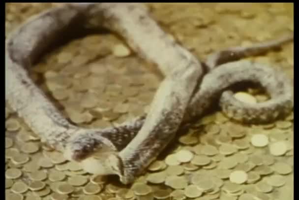コブラを打つ準備ができてのワイド ショット — ストック動画