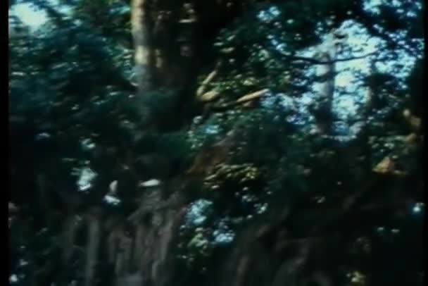 Pająk Ninja Wspinaczka Drzewo Las — Wideo stockowe