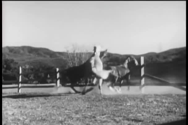 Três Cavalos Jogar Curral — Vídeo de Stock