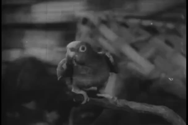 Крупный План Попугая Окуни — стоковое видео