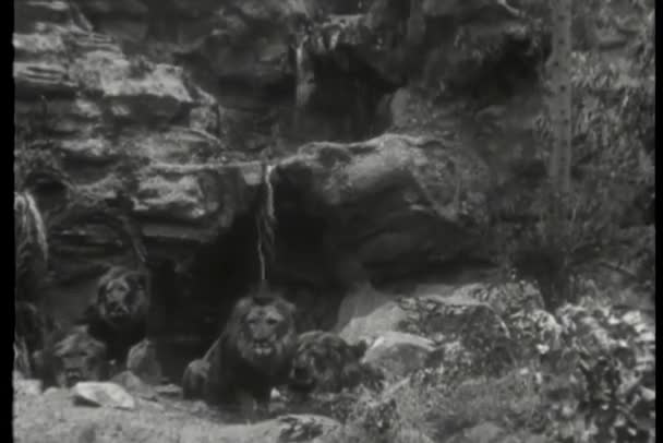 Montagem Animais Selvagens Leões Orangotangos Tigres Elefantes — Vídeo de Stock