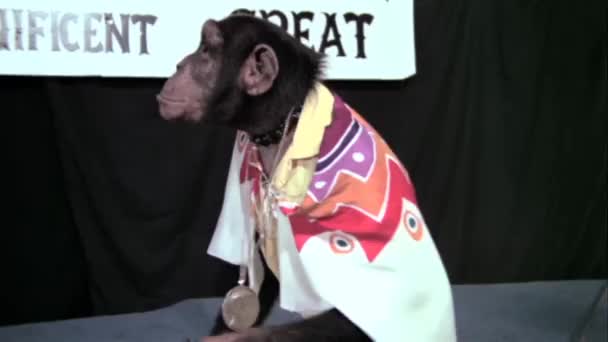 猴子在披风拍手在马戏团表演 — 图库视频影像