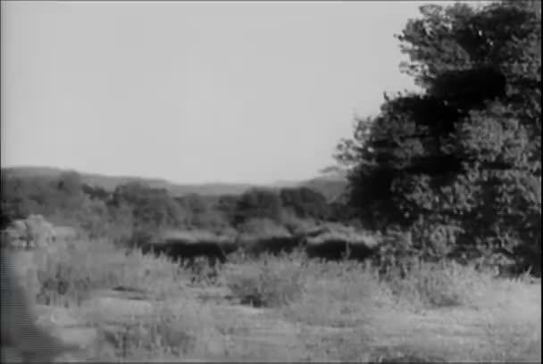 Ковбой Ходить Коні Носячи Пораненого 1930 — стокове відео
