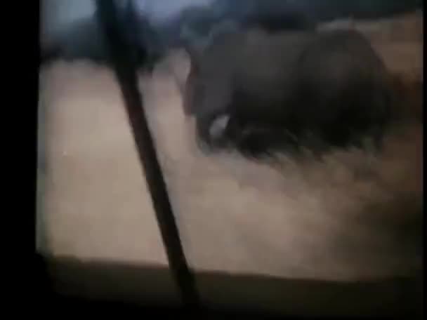 Nosorożec Biegnący Polu Widziany Przez Ciężarówkę — Wideo stockowe