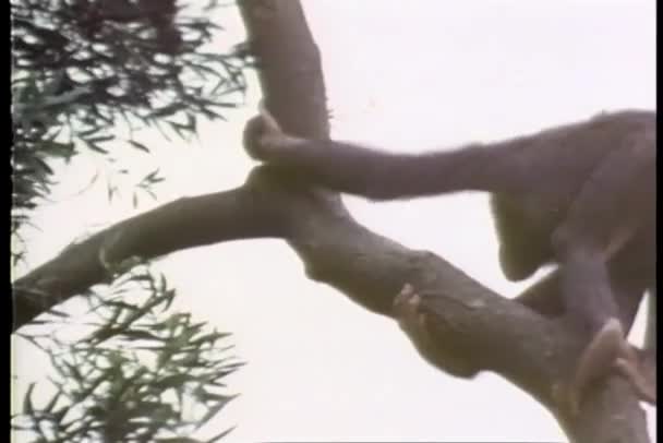 Macaco Subindo Uma Árvore — Vídeo de Stock