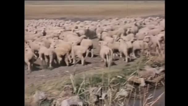 Cão Pastor Galês Pastoreando Ovelhas Longe Buraco Rega 1950 — Vídeo de Stock