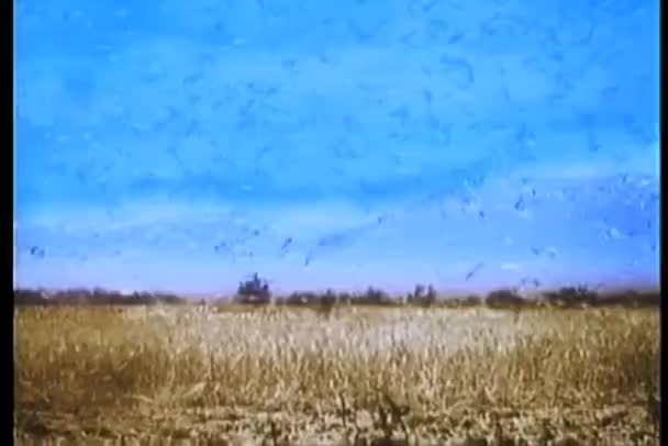 Flock Fiskmåsar Äta Gräshoppor Sädesfält — Stockvideo