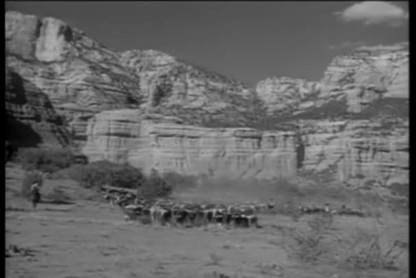 Colpo Lungo Cowboy Che Mandano Bestiame Attraverso Canyon Del Deserto — Video Stock