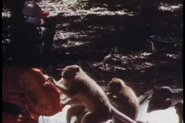 Kvinna Traditionella Kläder Utfodring Apor Skogen — Stockvideo