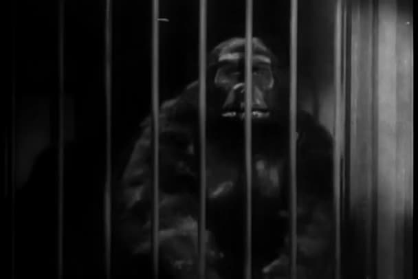 Homme Habillé Costume Gorille Secouant Barres Cage — Video