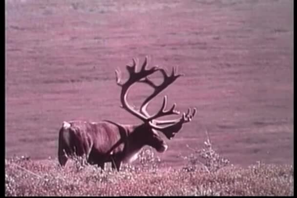 Moose Itinérance Travers Champ Alaska — Video