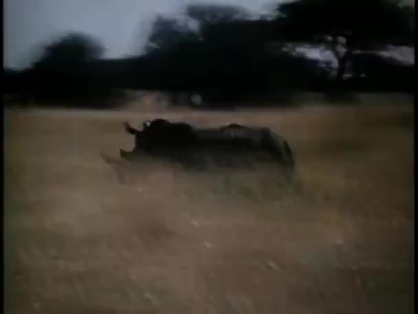 숲에서 코뿔소를 — 비디오