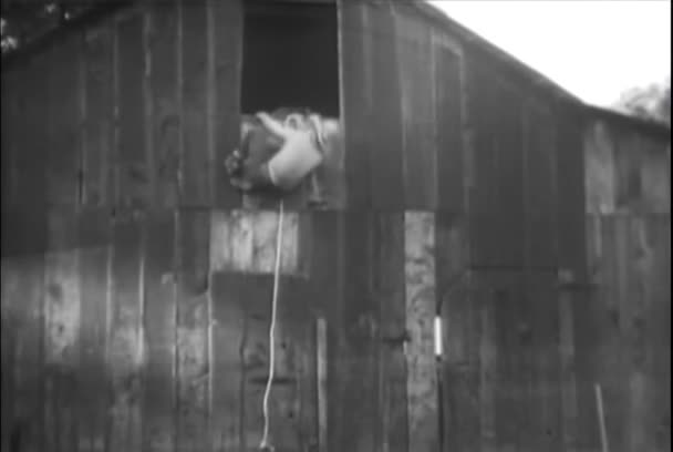 Ковбой Залез Окно Вершине Амбара 1930 Годы — стоковое видео