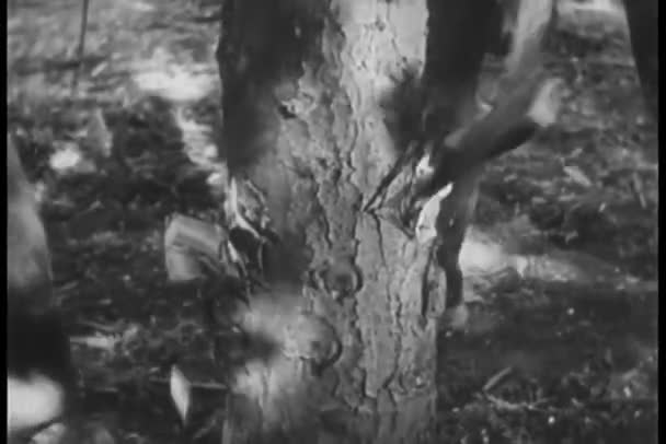 两名男子砍倒树的特写 — 图库视频影像