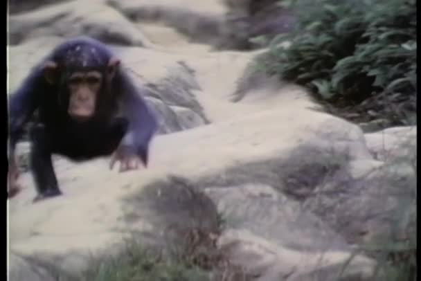 Małpa Wspinaczka Skalistym Wzgórzu — Wideo stockowe