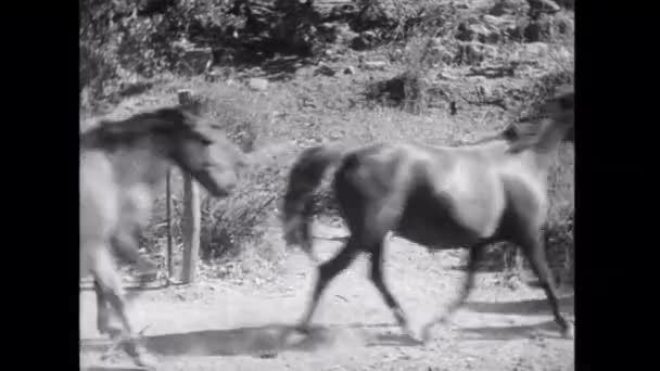 Hevoslauma Ravaa Hiekkatiellä 1930 Luvulla — kuvapankkivideo