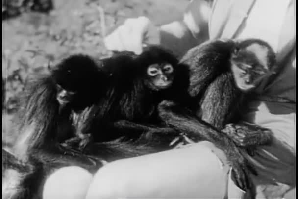 Tres Monos Sentados Regazo Del Hombre — Vídeos de Stock