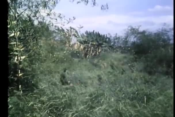 Armii Czołgów Żołnierzy Przez Wysokie Trawy — Wideo stockowe
