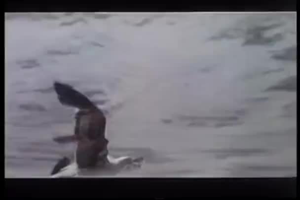 Gaivota Com Peixe Bico Voando Acima Água — Vídeo de Stock