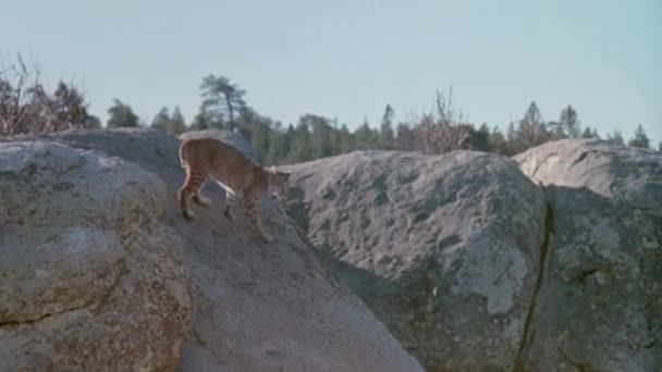 Bobcat Klettert Felsen Hinunter Richtung See 1980Er Jahre — Stockvideo