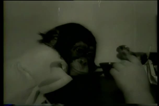 Noworodek Szympans Ubrany Odzież Dziecka Dźwięki — Wideo stockowe