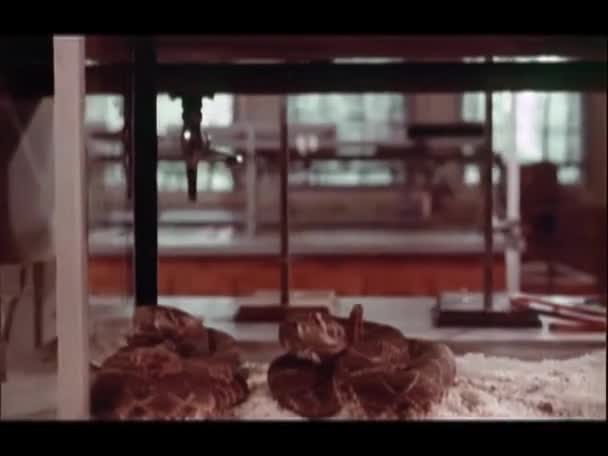 Отслеживание Змей Террариуме Лаборатории 1970 — стоковое видео