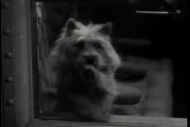 Dog Pfote Glasfenster Auf Dem Hintergrund Nahaufnahme — Stockvideo