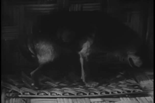 Perro Mono Loro Preparándose Para Cama — Vídeos de Stock