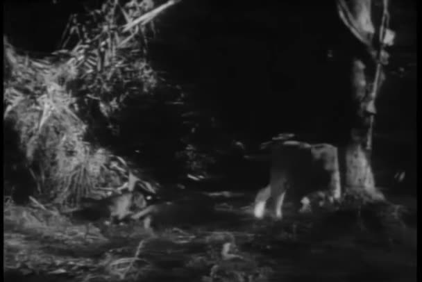 ロング ショットの雌ライオンとジャングルの中で休む彼女のカブス — ストック動画