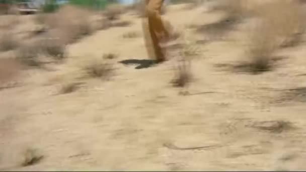 Half Length Shot Man Walking Desert Hill 1970 — Video Stock