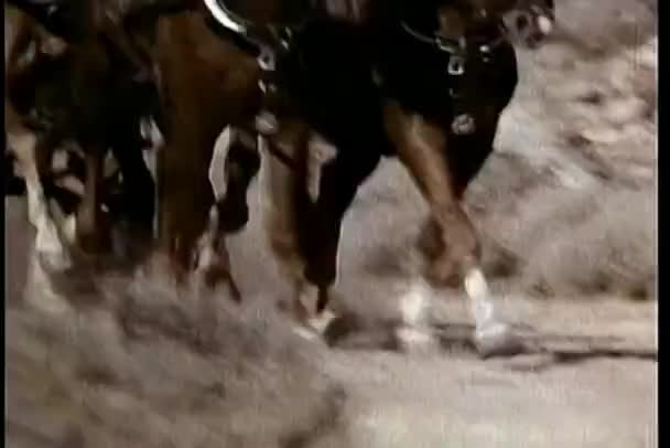 疾驰的马匹的低角度视图 — 图库视频影像