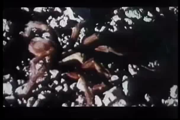 Wide Shot Tarantula Crawling Rocks — Stock Video