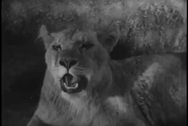 Löwentier Gähnt Hintergrund Nahaufnahme — Stockvideo