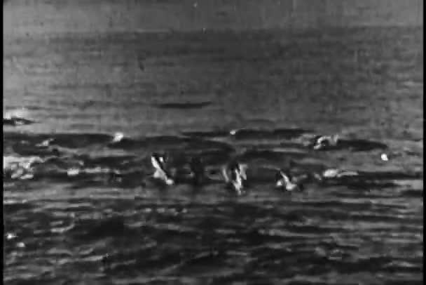 Foto Lebar Sekolah Lumba Lumba Laut — Stok Video