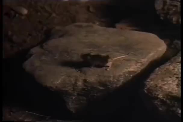 Bred Skott Musen Rock Grotta — Stockvideo