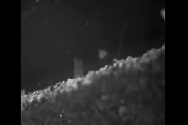 Detailní Záběr Mravence Nesoucího List Přes Římsu — Stock video