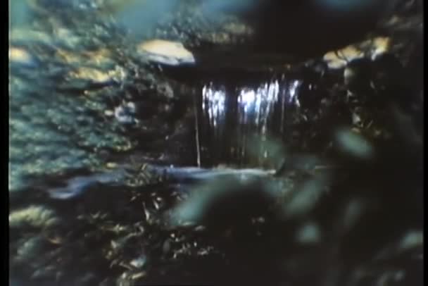 剪辑的瀑布和盛开的鲜花 — 图库视频影像