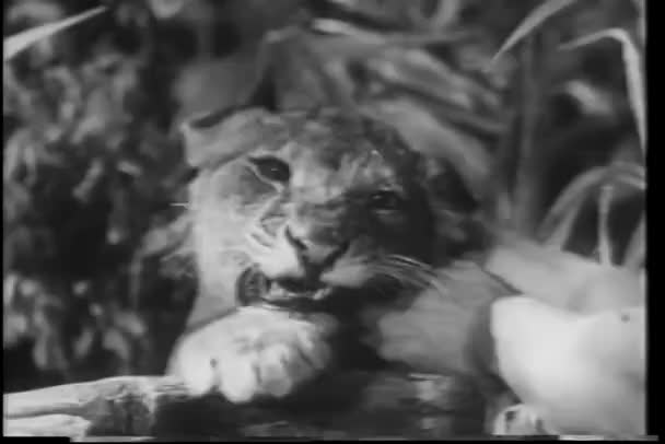 Närbild Händer Lion Cub Hals — Stockvideo