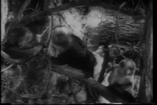 Vista Cerca Tres Monos Sentados Árbol — Vídeo de stock