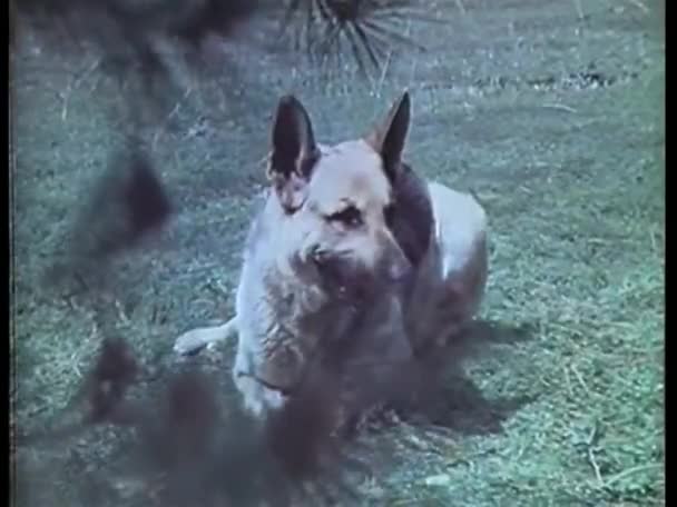 德国牧羊犬在草坪上咆哮 — 图库视频影像